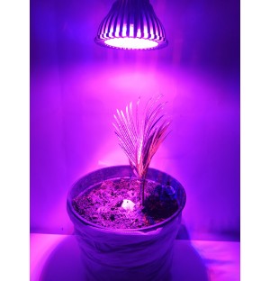 PROFI LED GROW žiarovka na všetky rastliny (E27) 7W