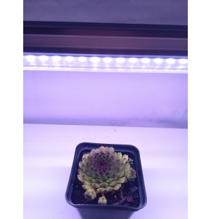 60 cm - LED GROW trubica pre rast kaktusov a sukulentov (10W) plné spektrum, slabo-ružová