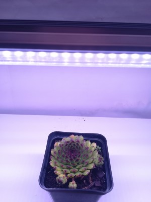 60 cm - LED GROW trubica pre rast kaktusov a sukulentov (10W) plné spektrum, slabo-ružová