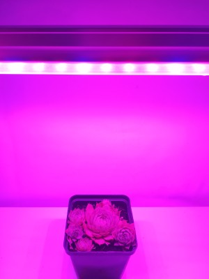 30 cm - LED GROW trubica pre rast rastlín (5W) plné spektrum, červeno - modrá