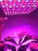 LED GROW panel pre všetky rastliny (ružová) 45W