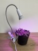 BASIC LED GROW lampa na všetky rastliny (E27) 3W