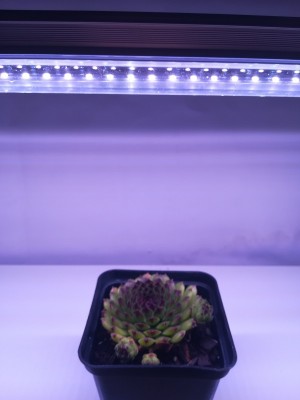 30 cm - LED GROW trubica pre rast rastlín (5W) plné spektrum, slabo-ružová