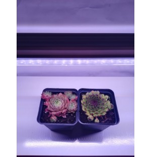60 cm - LED GROW trubica pre rast rastlín (10W) plné spektrum, slabo-ružová