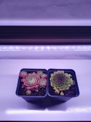 60 cm - LED GROW trubica pre rast rastlín (10W) plné spektrum, slabo-ružová
