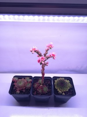 120 cm - LED GROW úsporná trubica pre rast rastlín (18W) plné spektrum, slabo-ružová