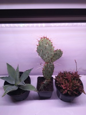 120 cm - LED GROW úsporná trubica pre rast kaktusov a sukulentov (18W) plné spektrum, slabo-ružová