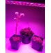 LED GROW panel pre všetky rastliny (ružová) 25W