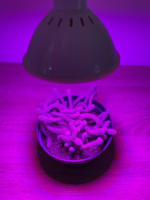 BASIC LED GROW žiarovka na všetky rastliny (E27) 6W