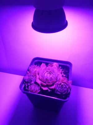  BASIC LED GROW žiarovka na všetky rastliny (GU10) 3W